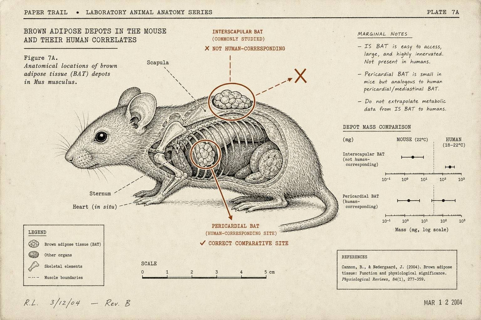 Hero image for "The Mouse Problem Isn't That Mice Are Wrong. It's That We Keep Building the Wrong Mouse."